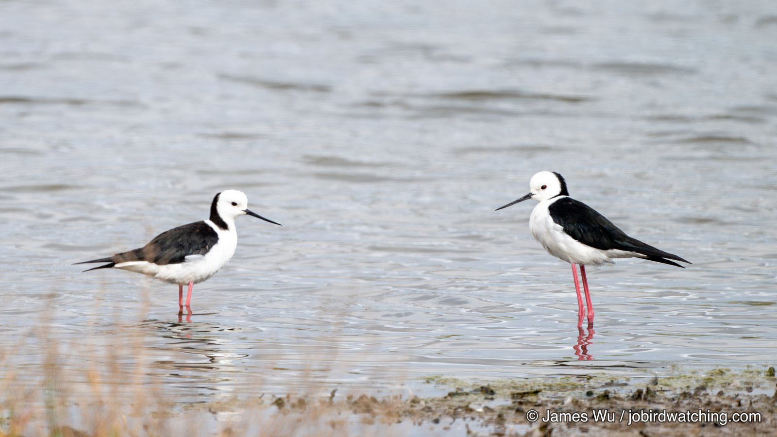 Pied Stilt