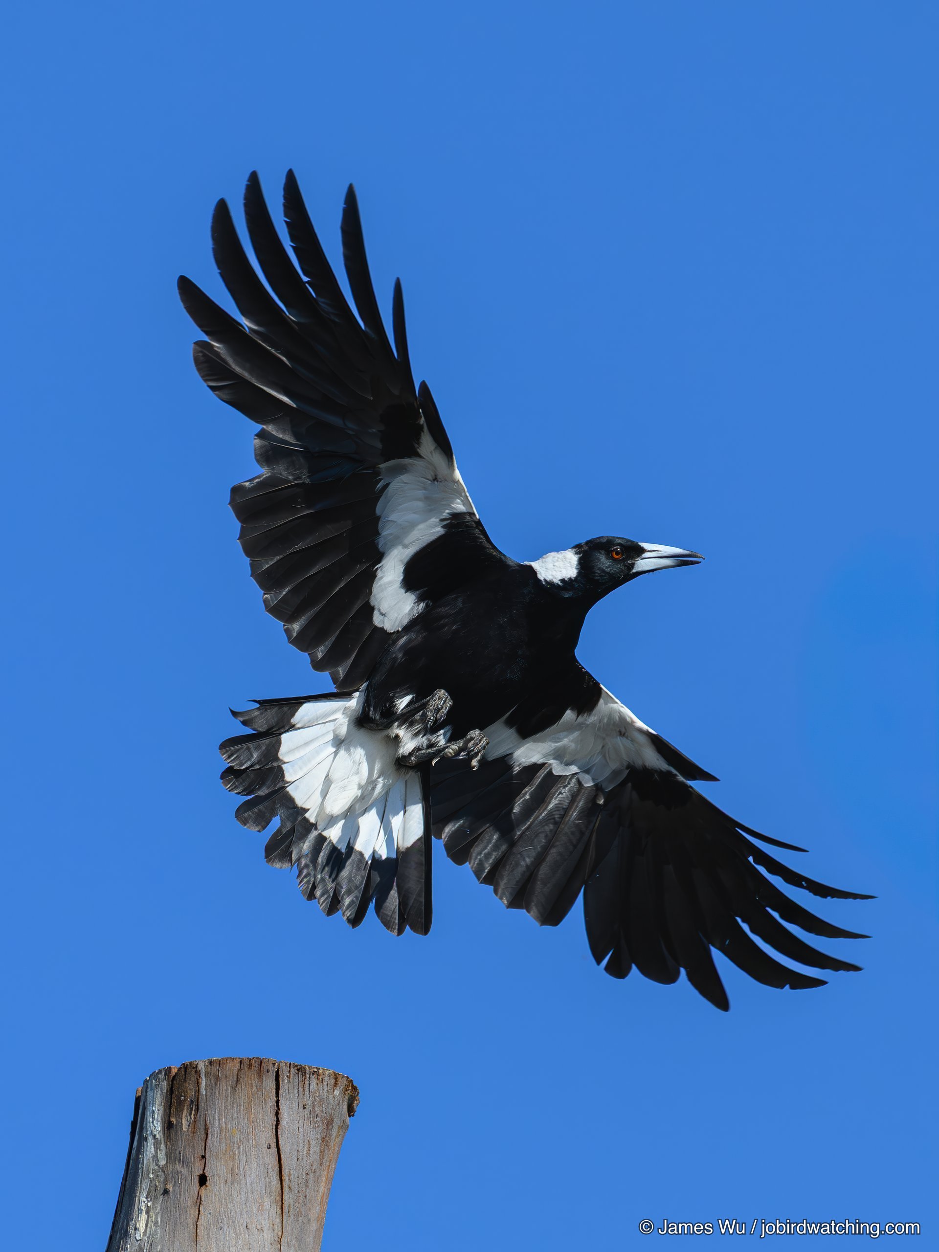 Australian Magpie
