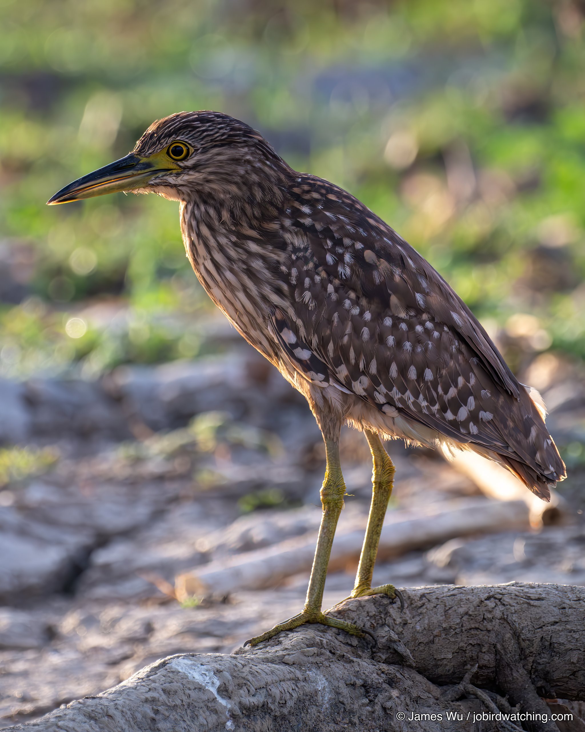 Nankeen Night Heron