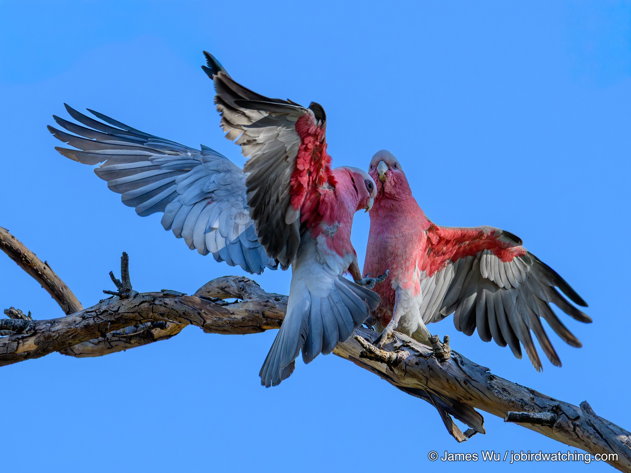 Galah