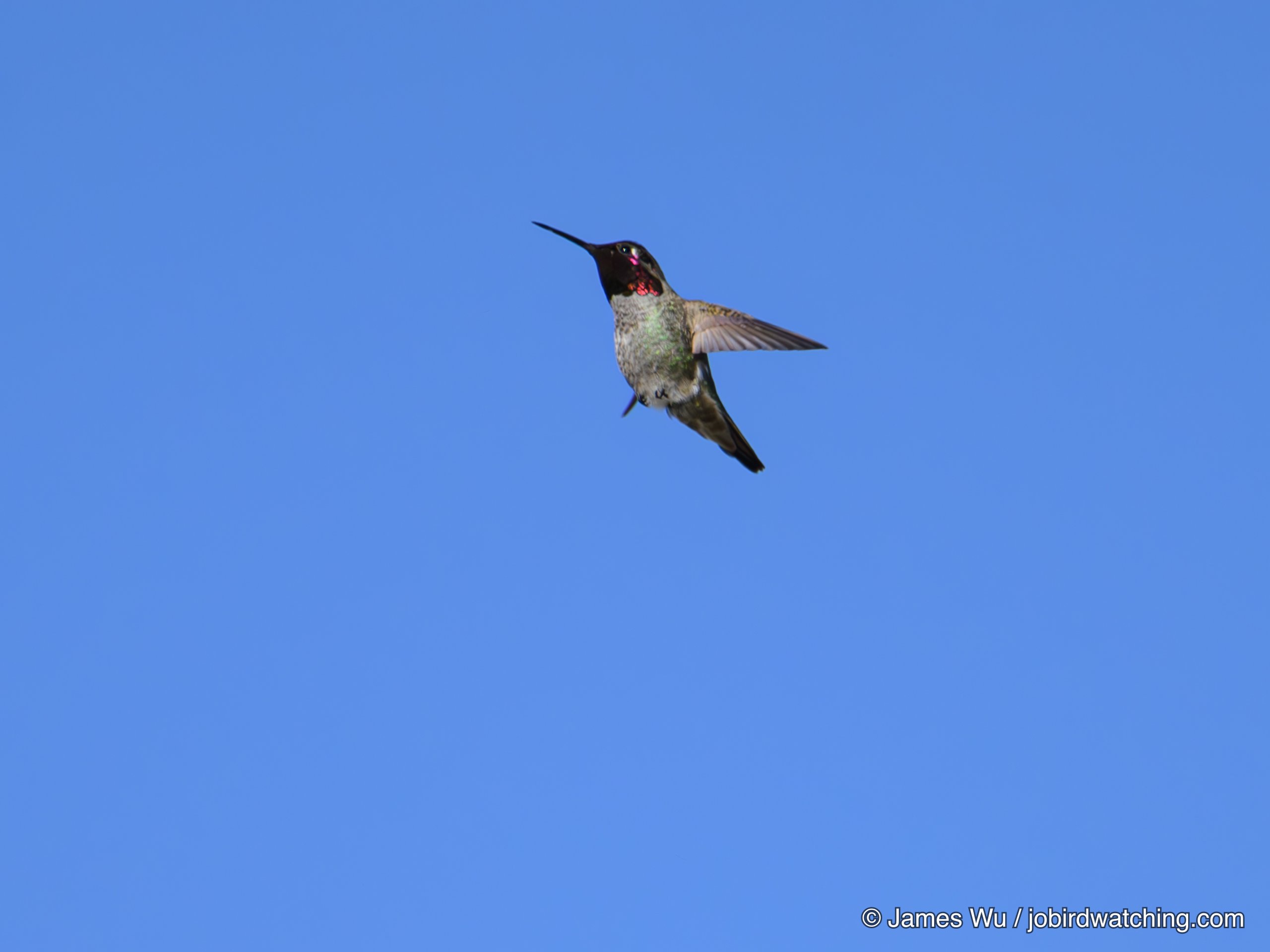 Anna's Hummingbird
