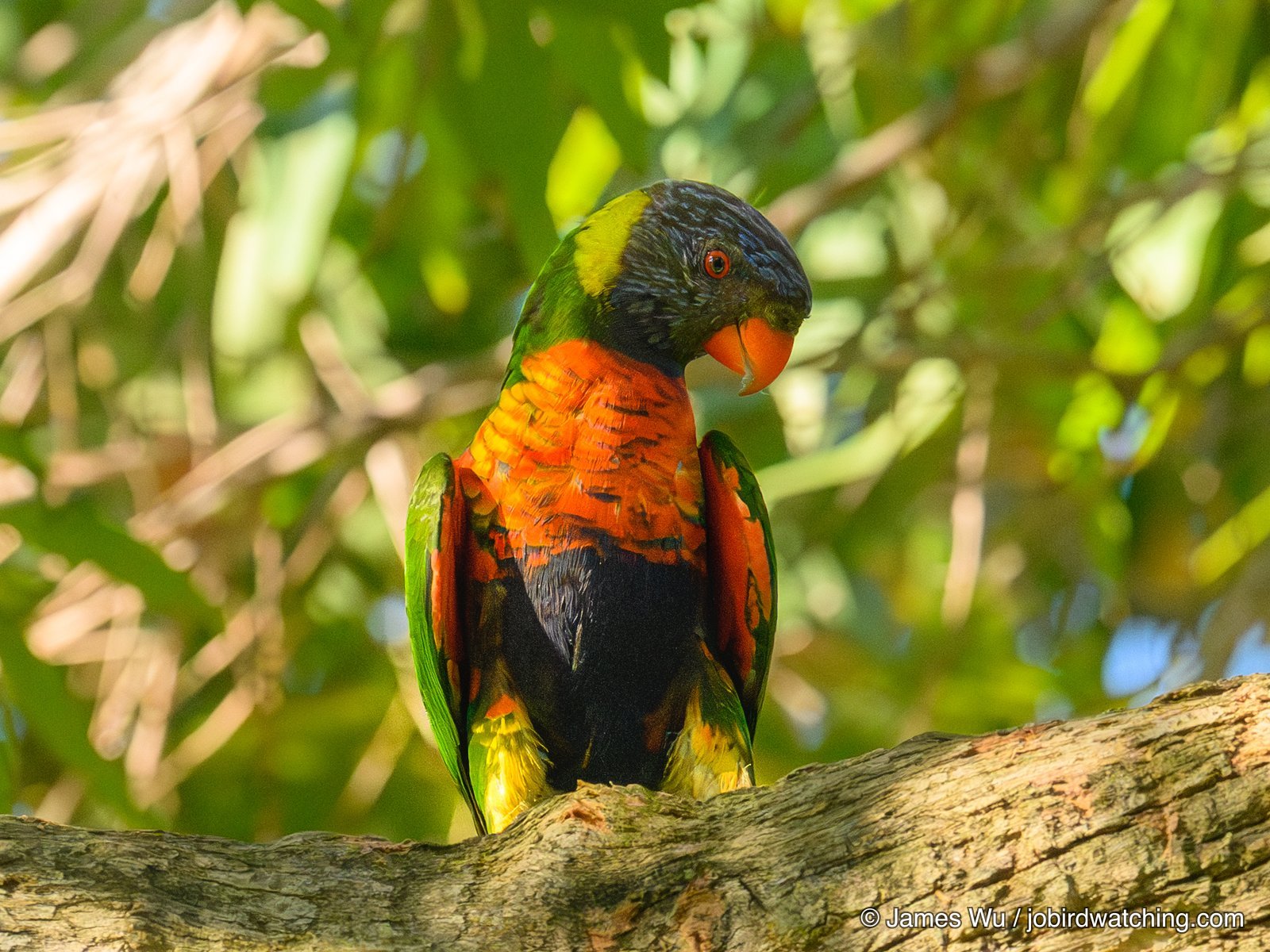 Rainbow Lorikeet