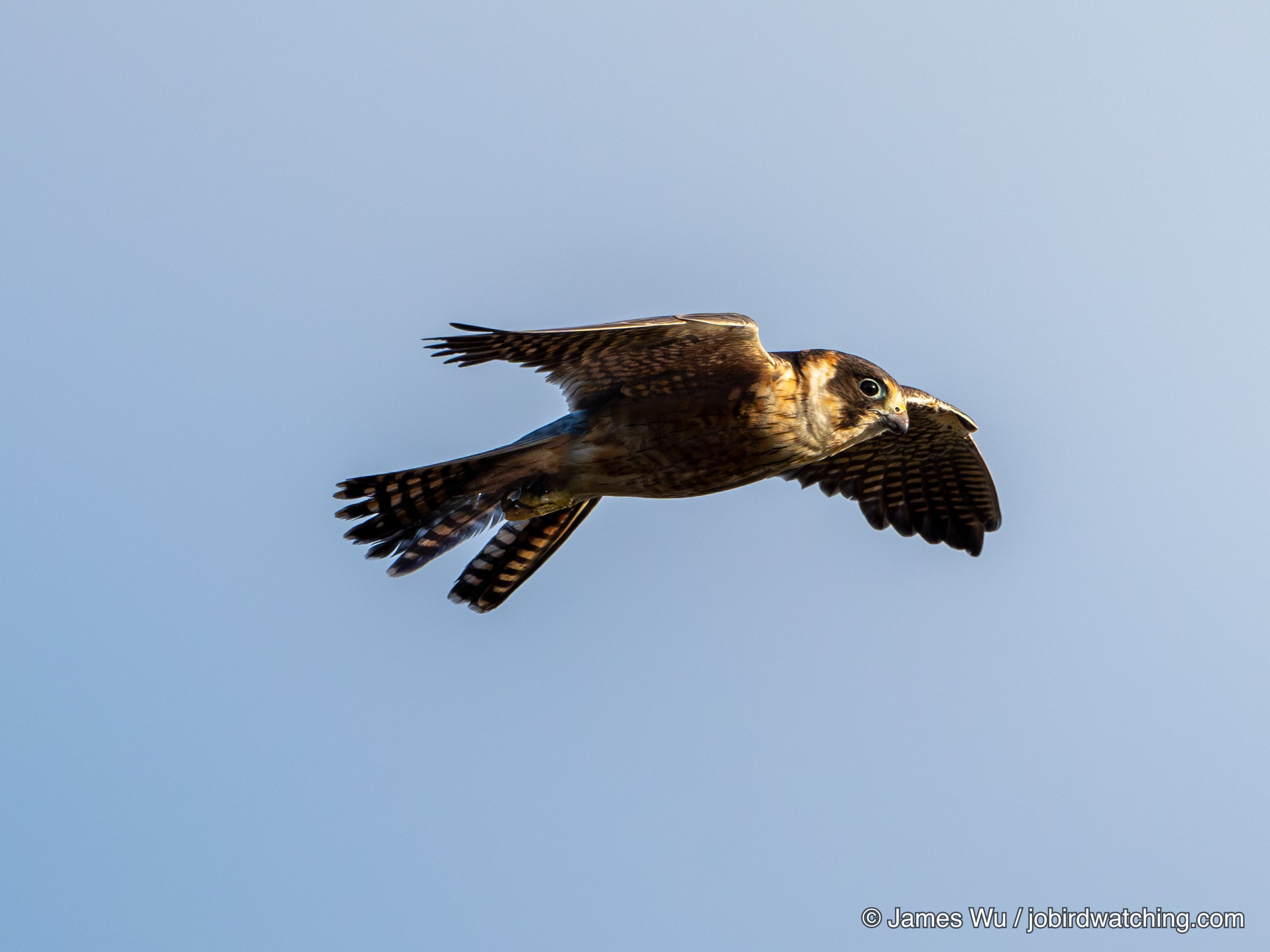 Australian Hobby