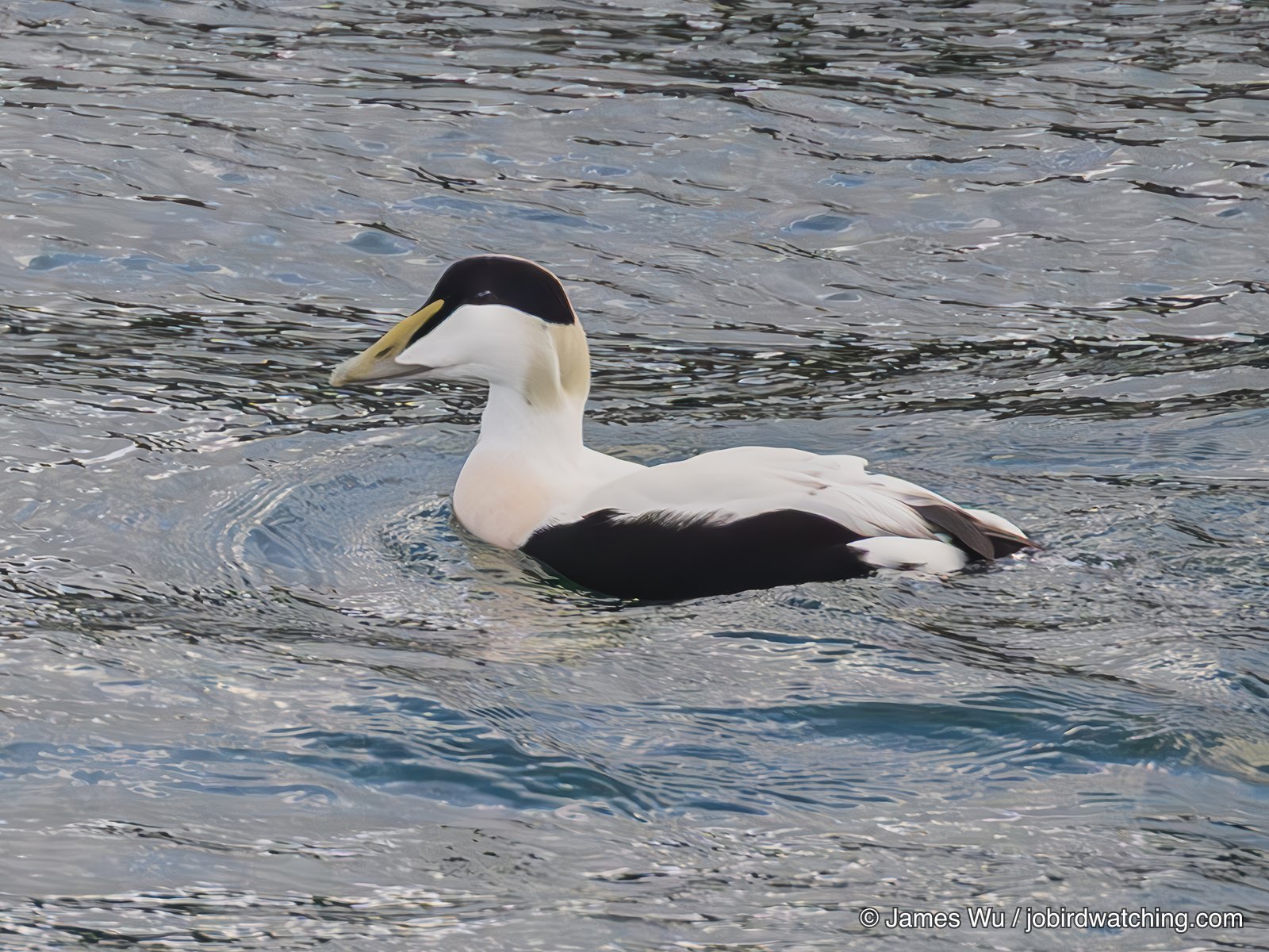 Common Eider
