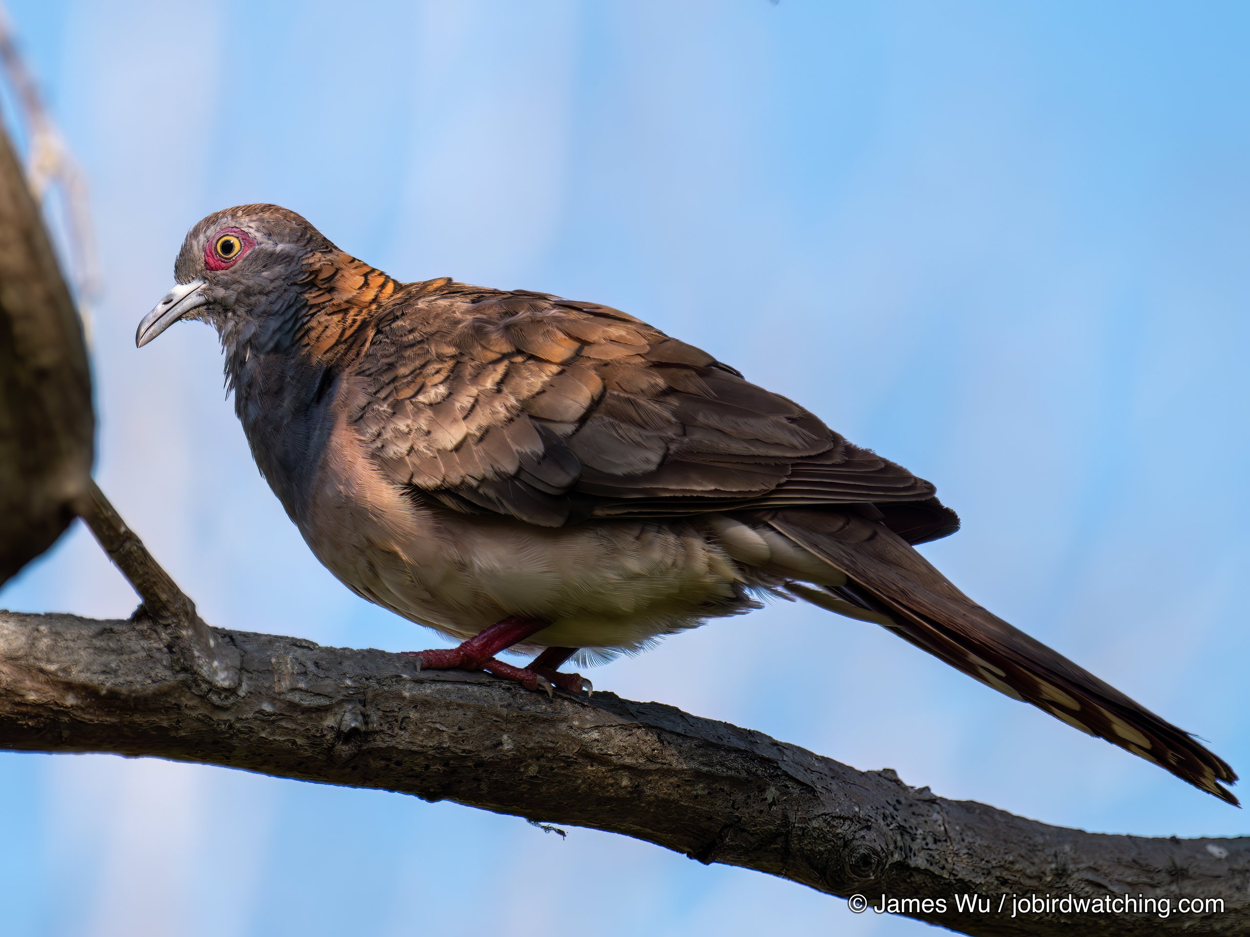 Bar-shouldered Dove