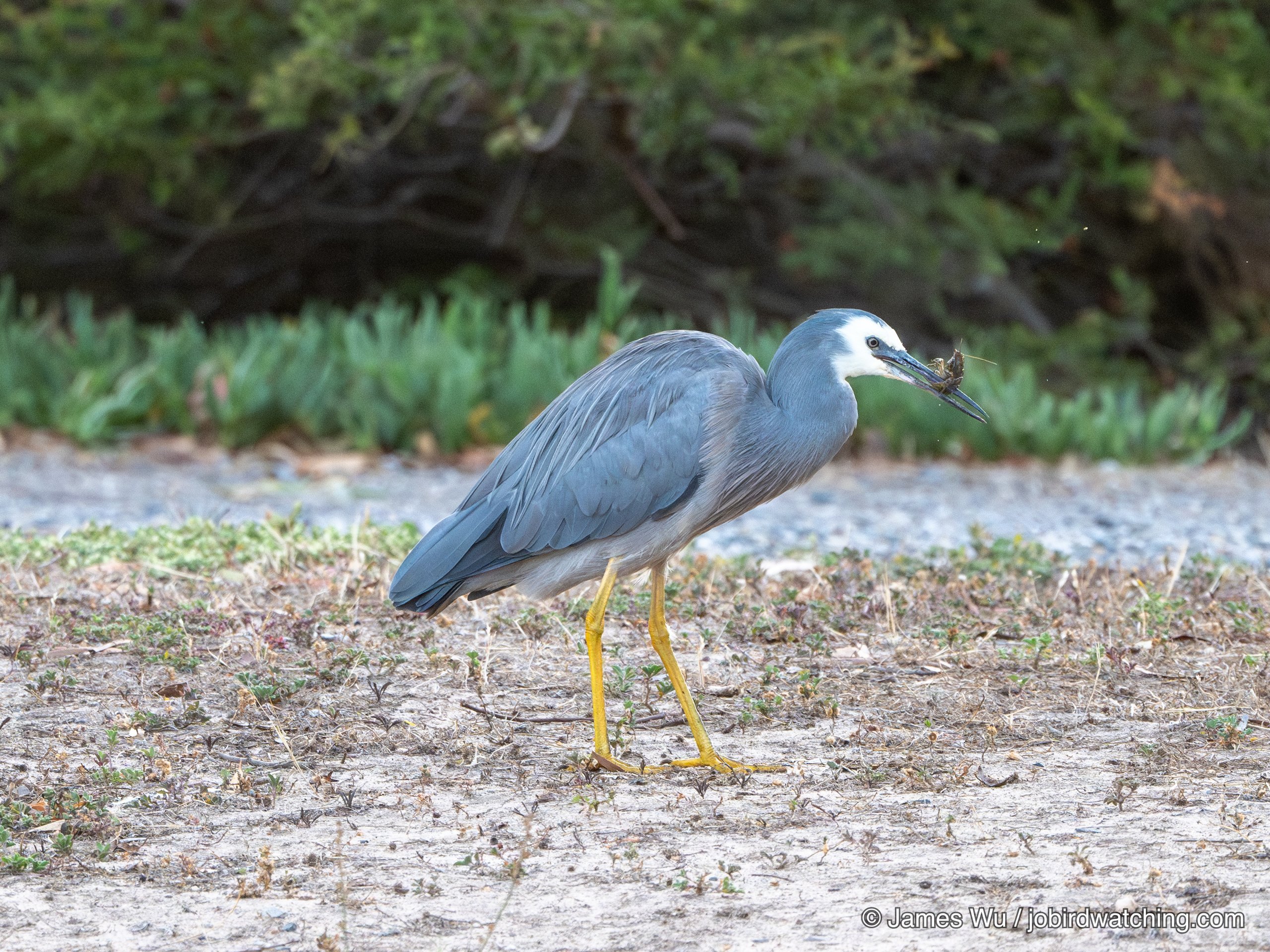 White-faced Heron