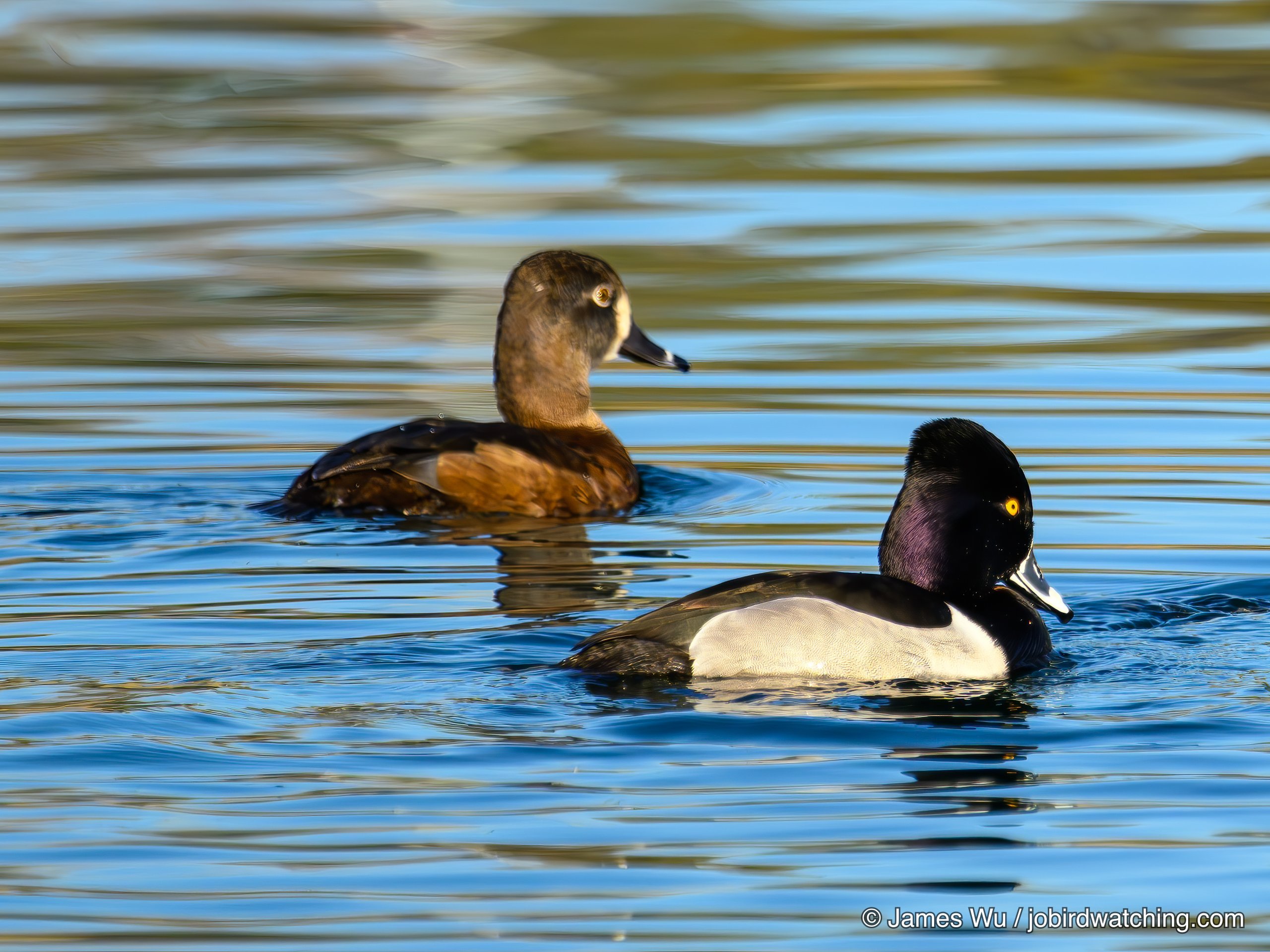 Ring-necked Duck