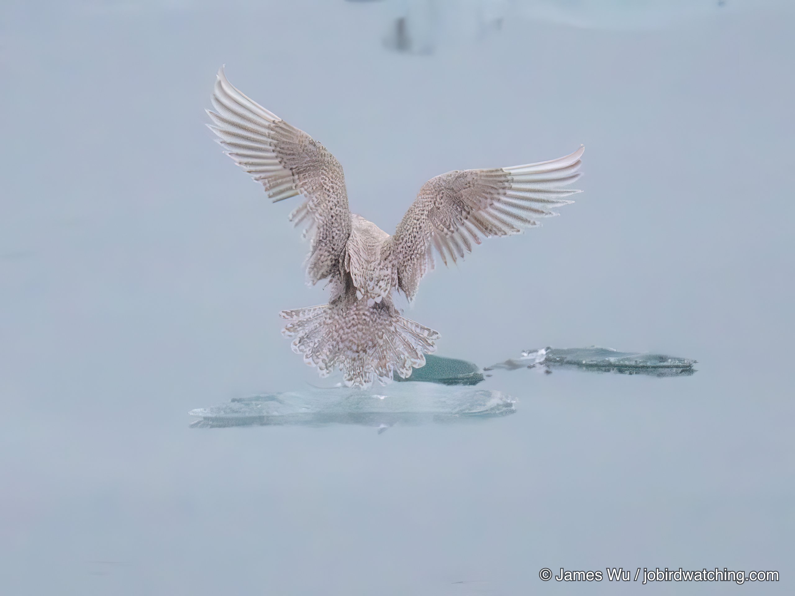 Iceland Gull
