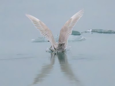 冰岛鸥
