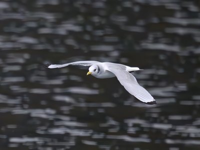 三趾鸥