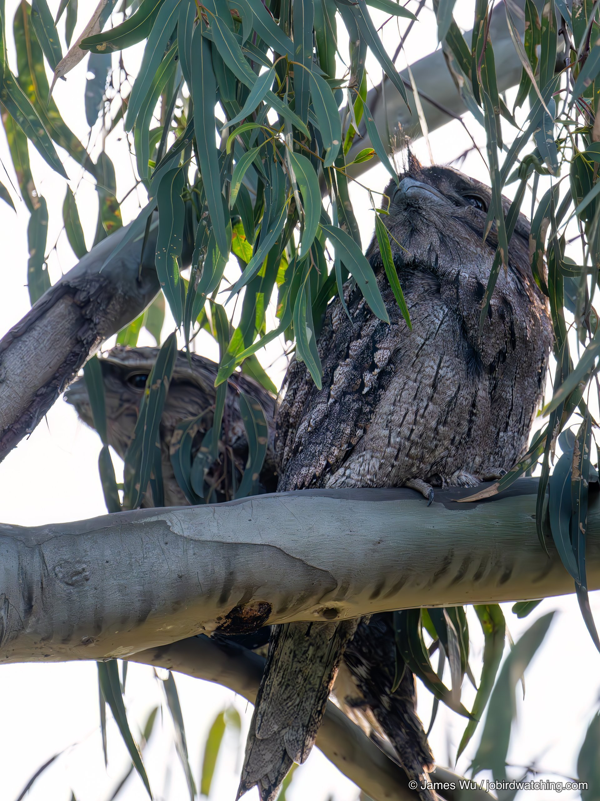 Tawny Frogmouth