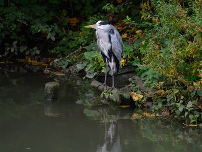 苍鹭