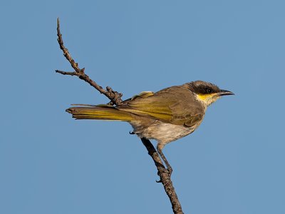 歌吸蜜鸟