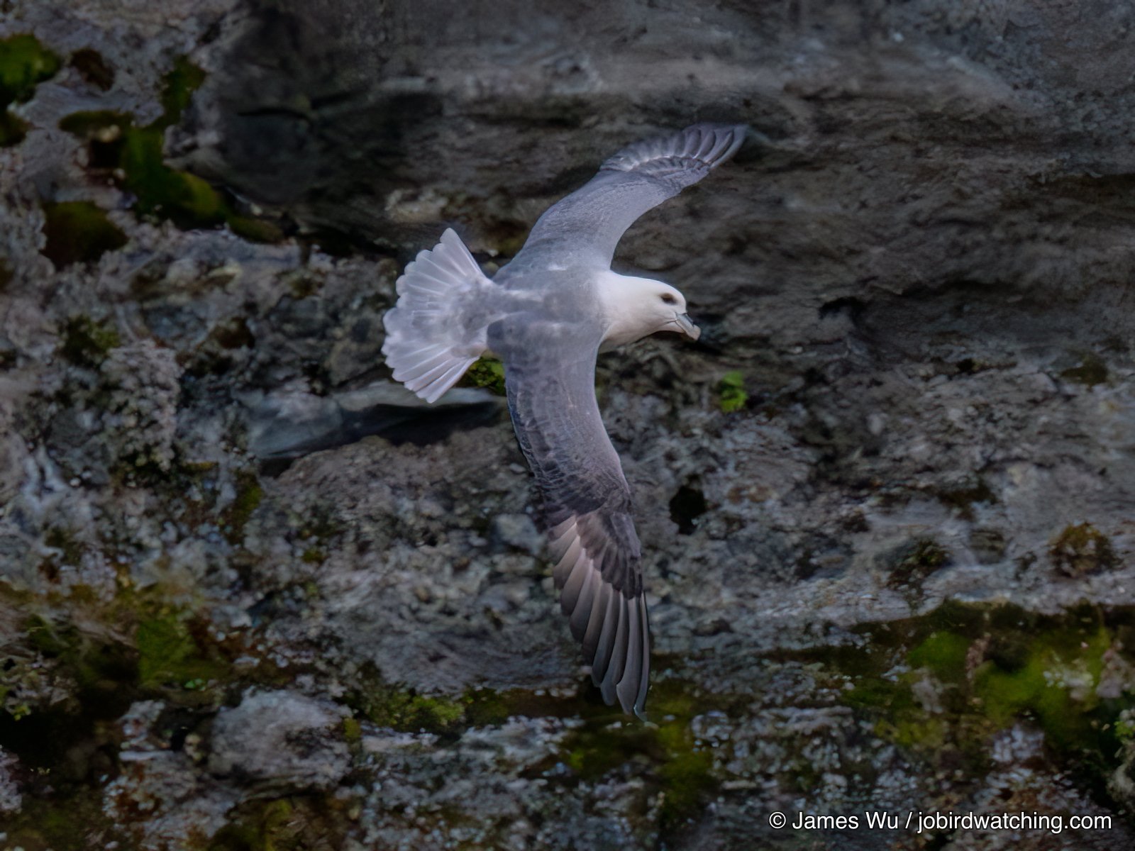 Northern Fulmar