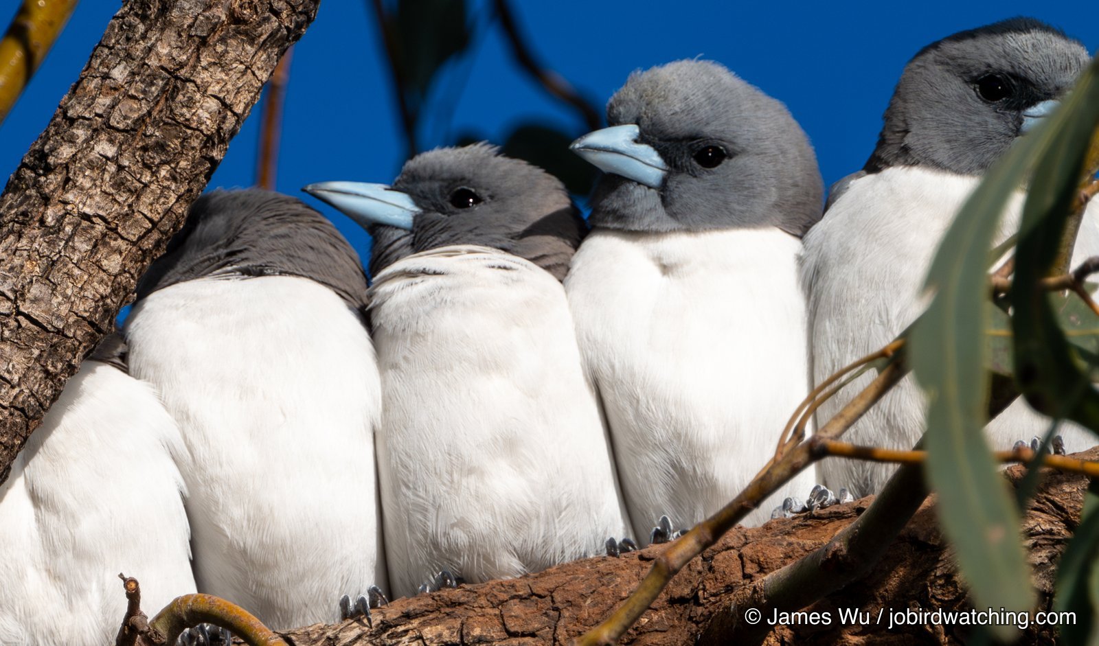 White-breasted Woodswallow