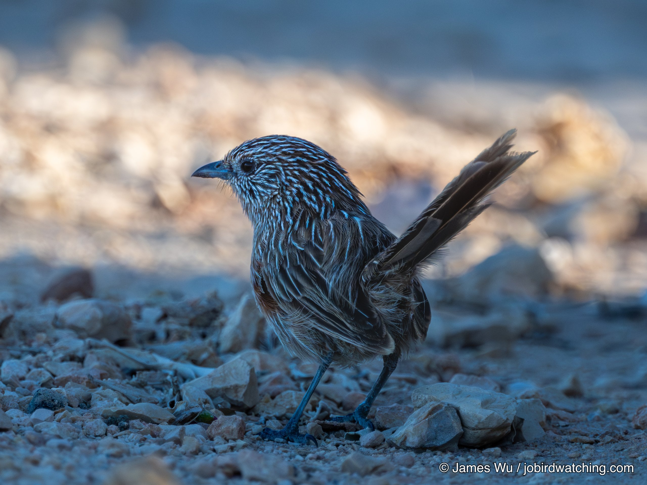 Western Grasswren