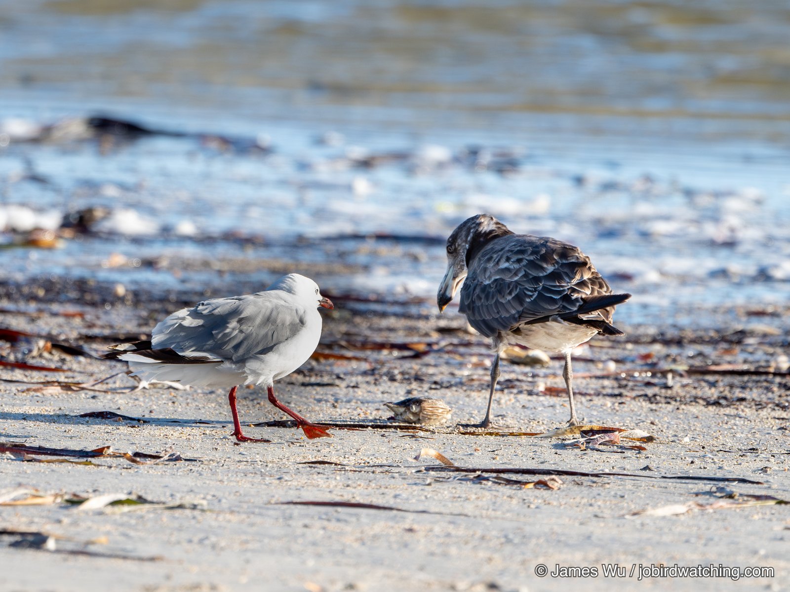 Pacific Gull