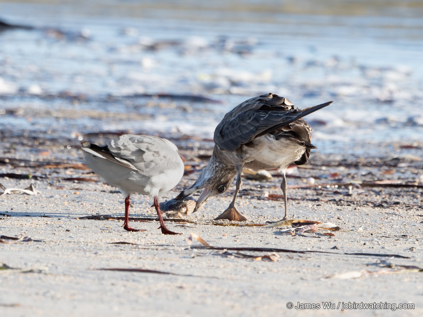Pacific Gull