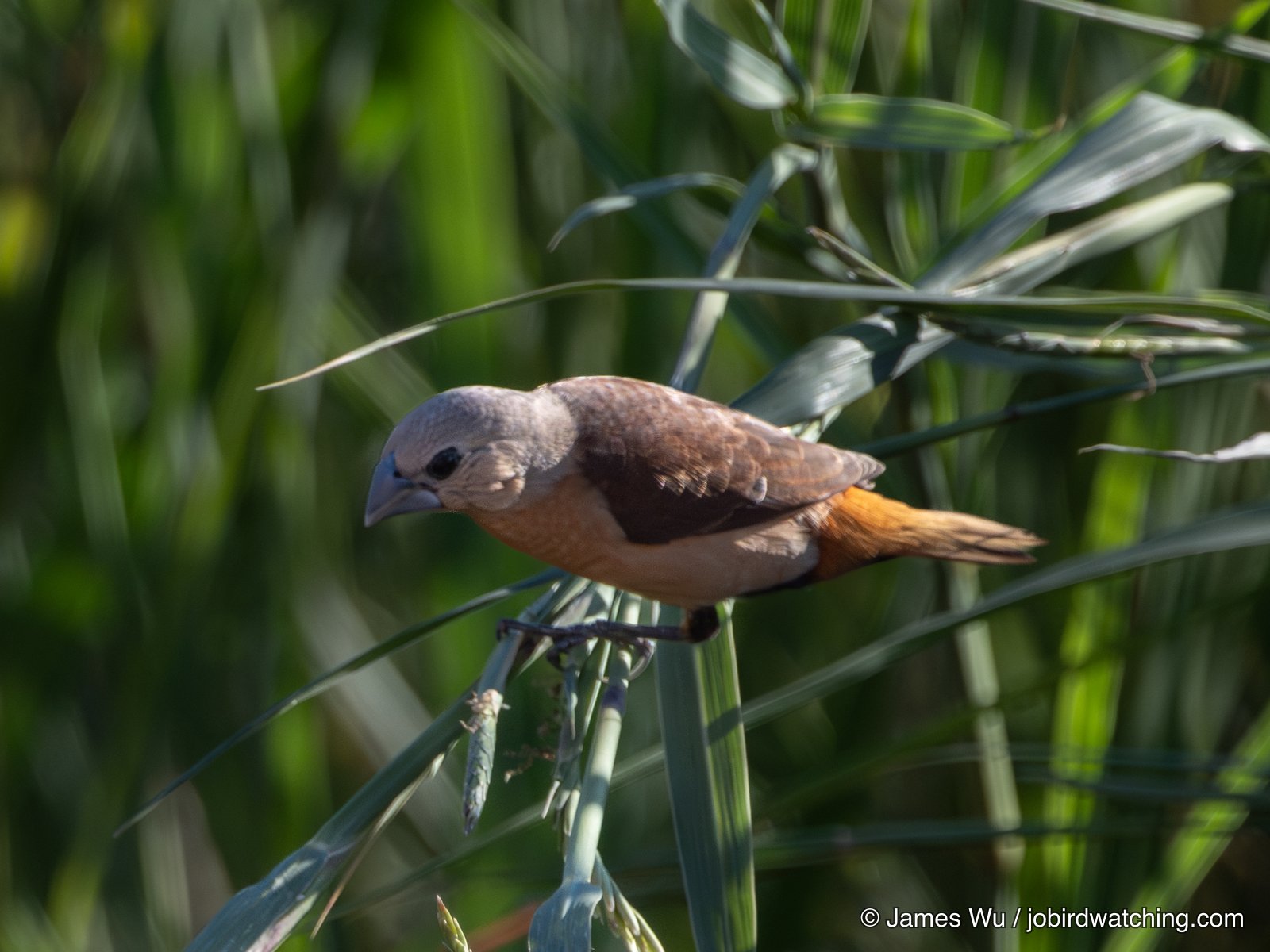 黄尾文鸟