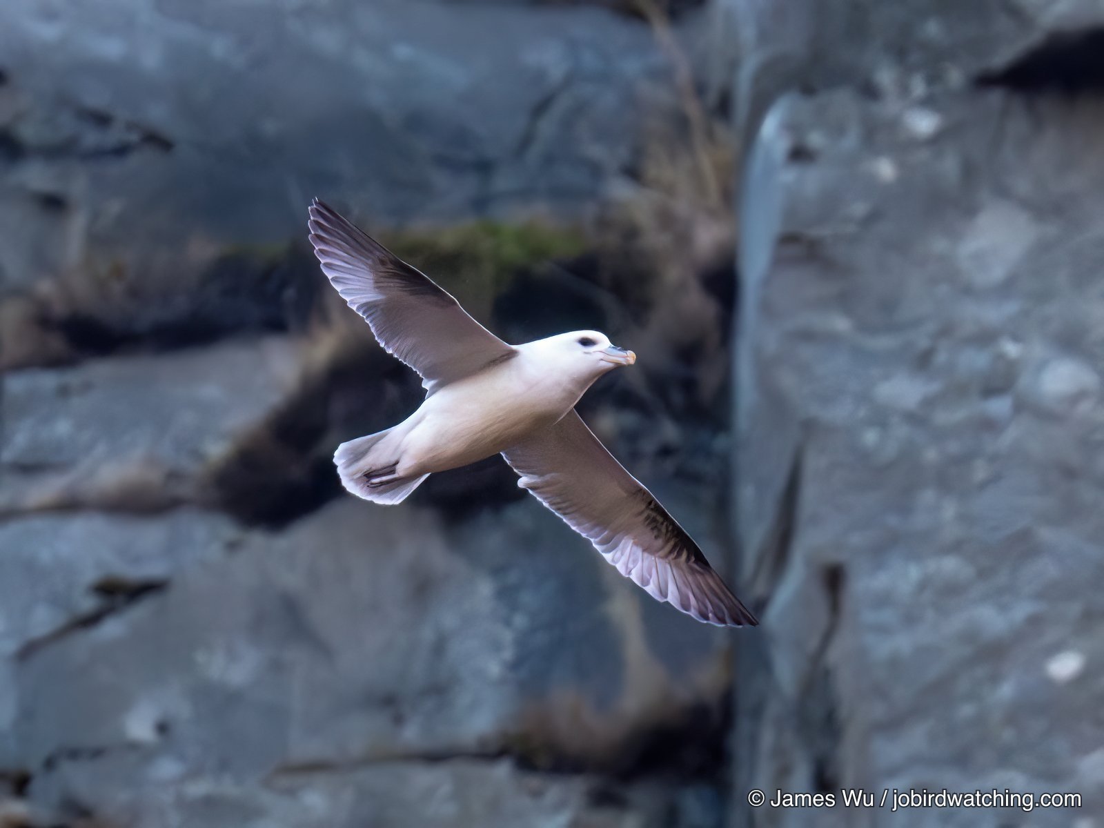 Northern Fulmar