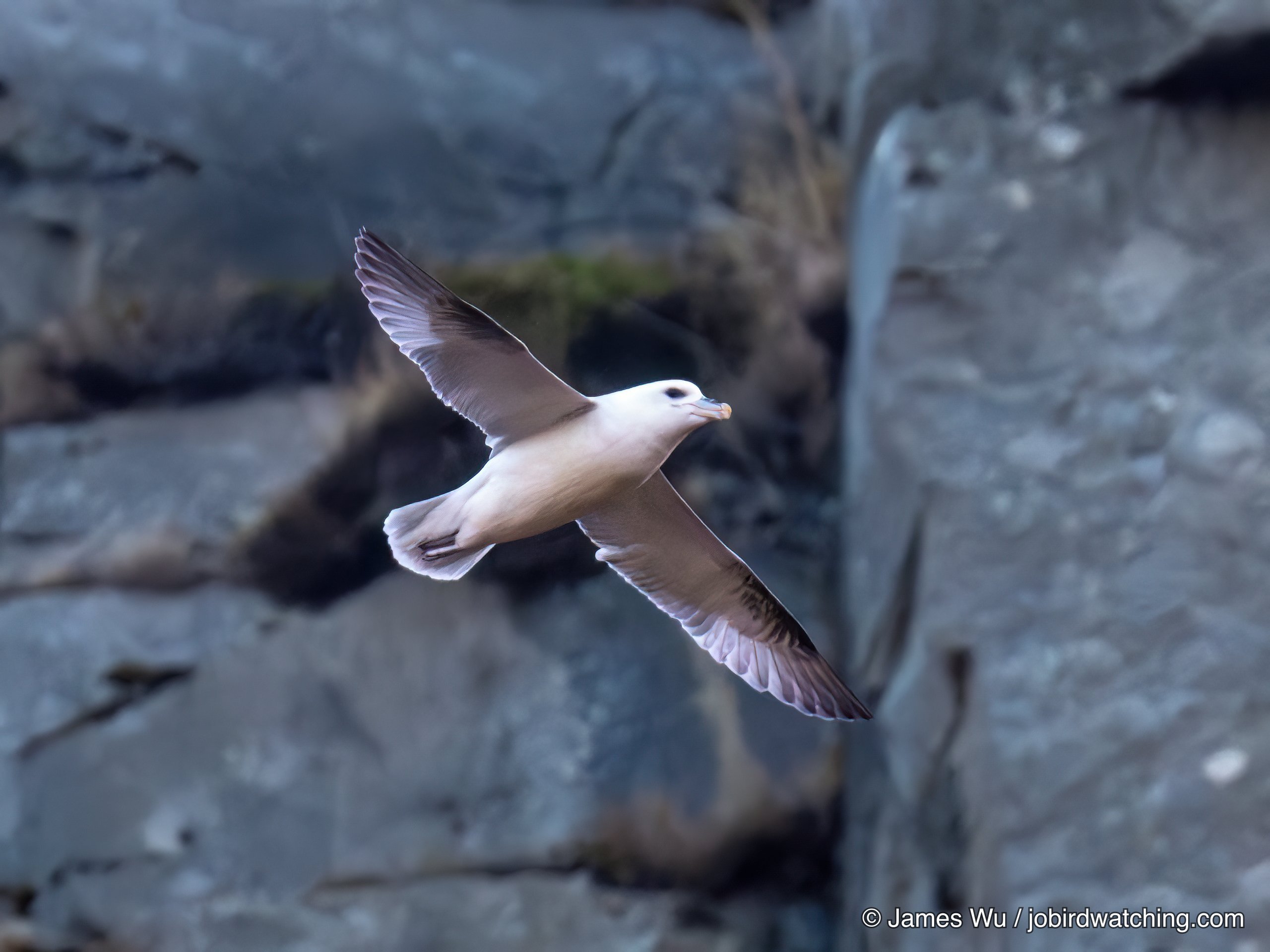 Northern Fulmar