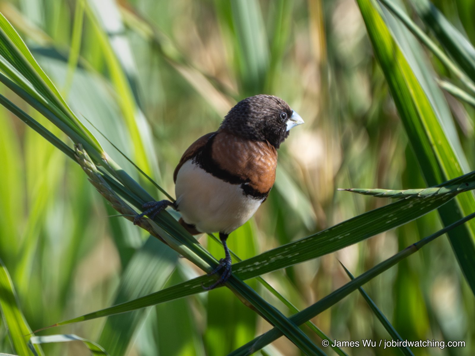 Chestnut-breasted Mannikin