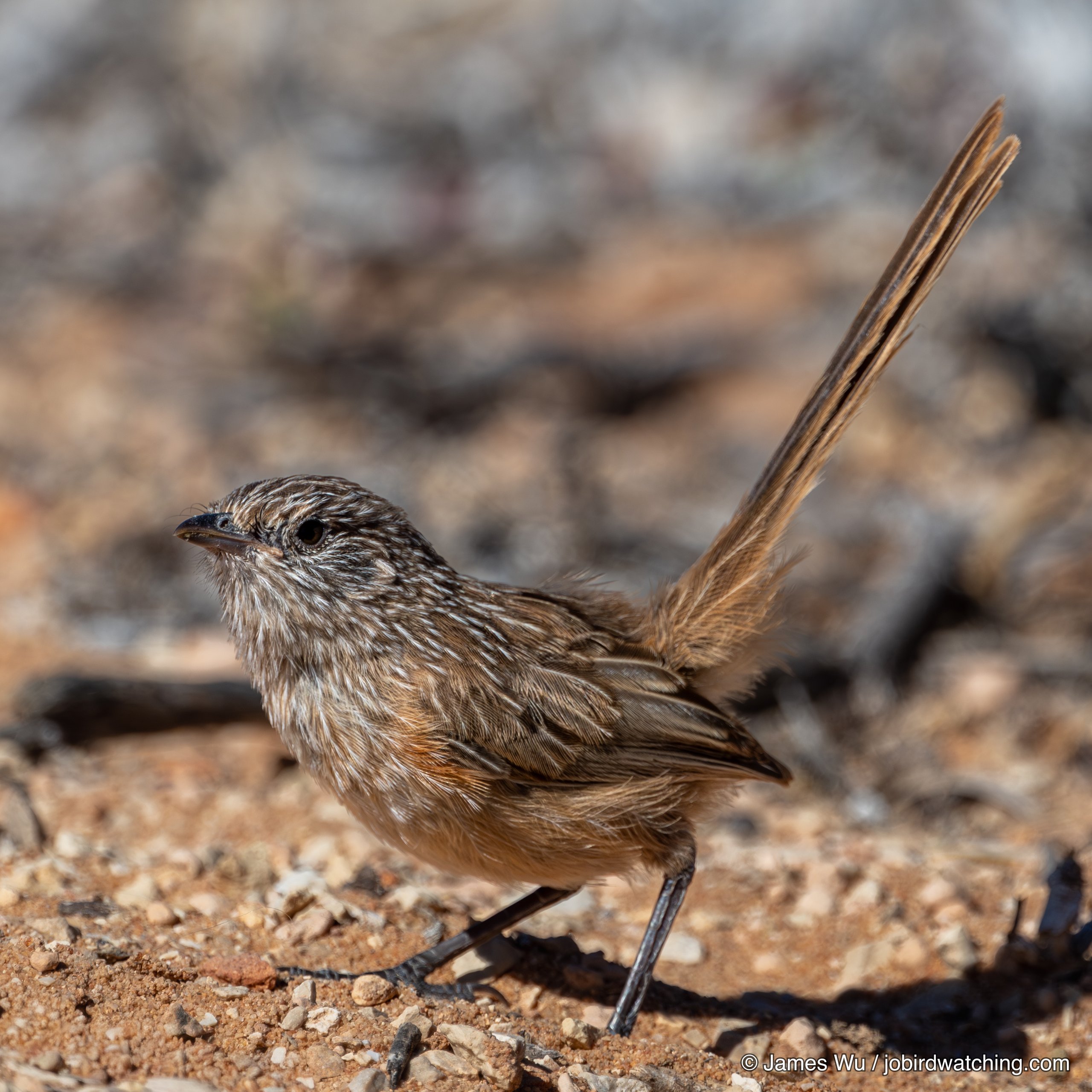 Western Grasswren