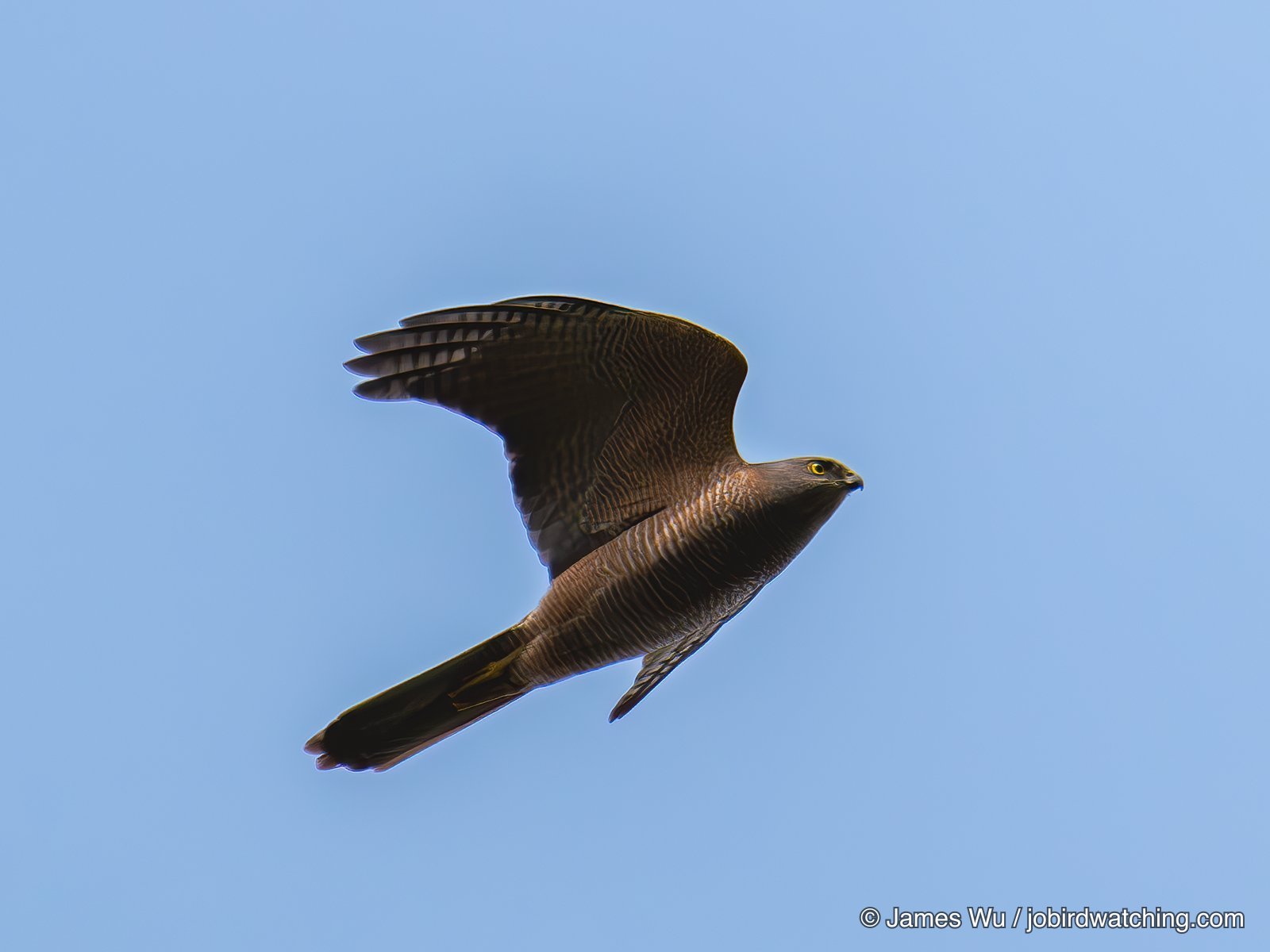 Brown Goshawk
