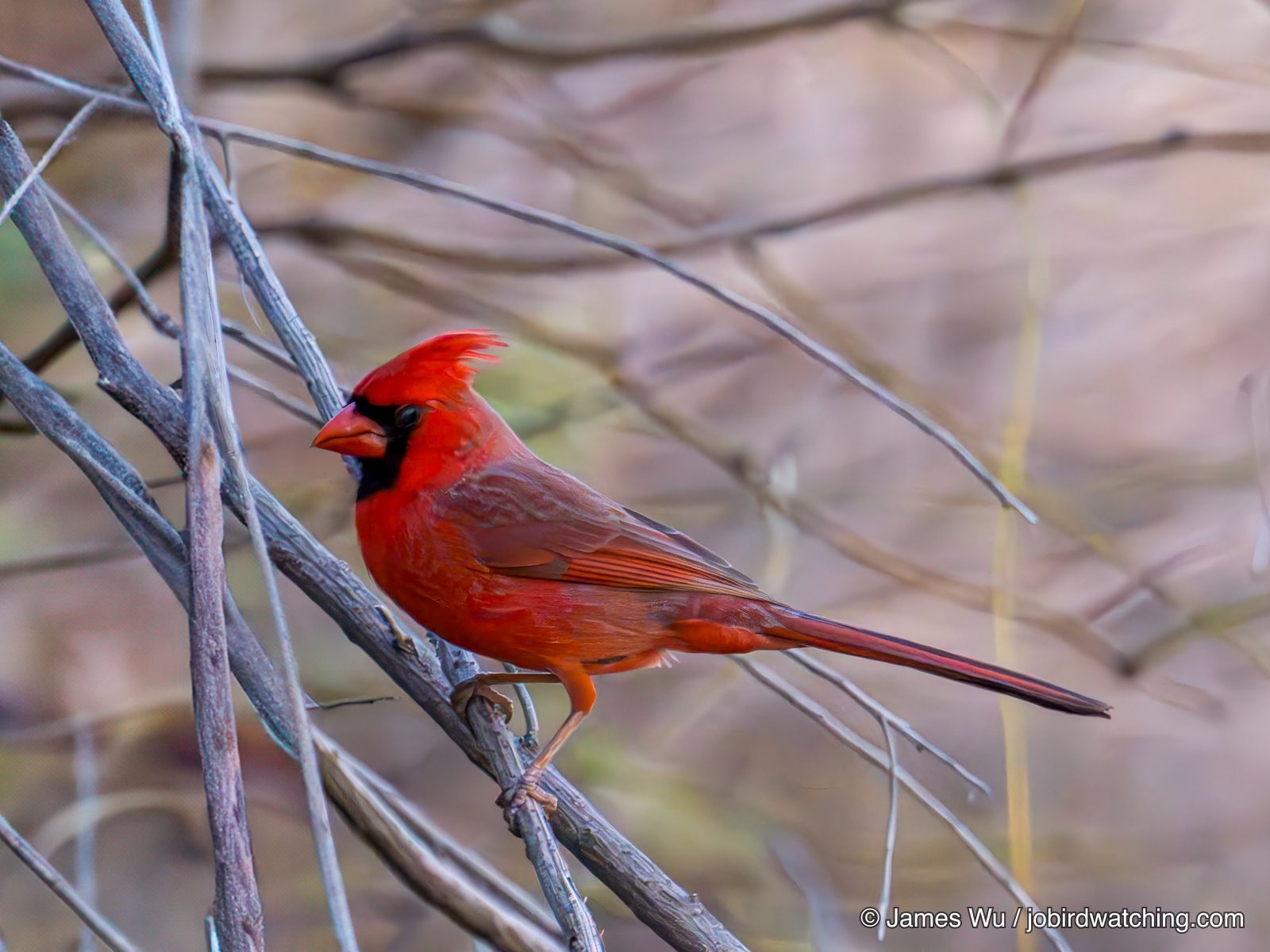 Northern Cardinal