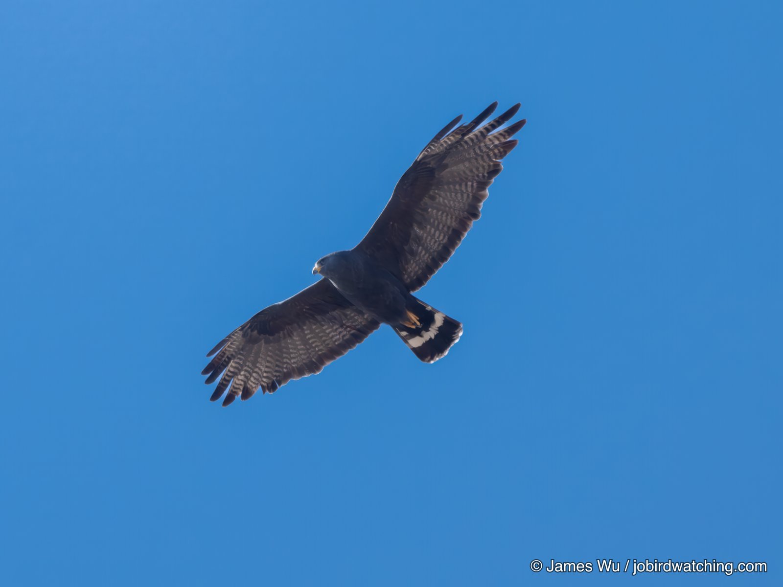 Zone-tailed Hawk