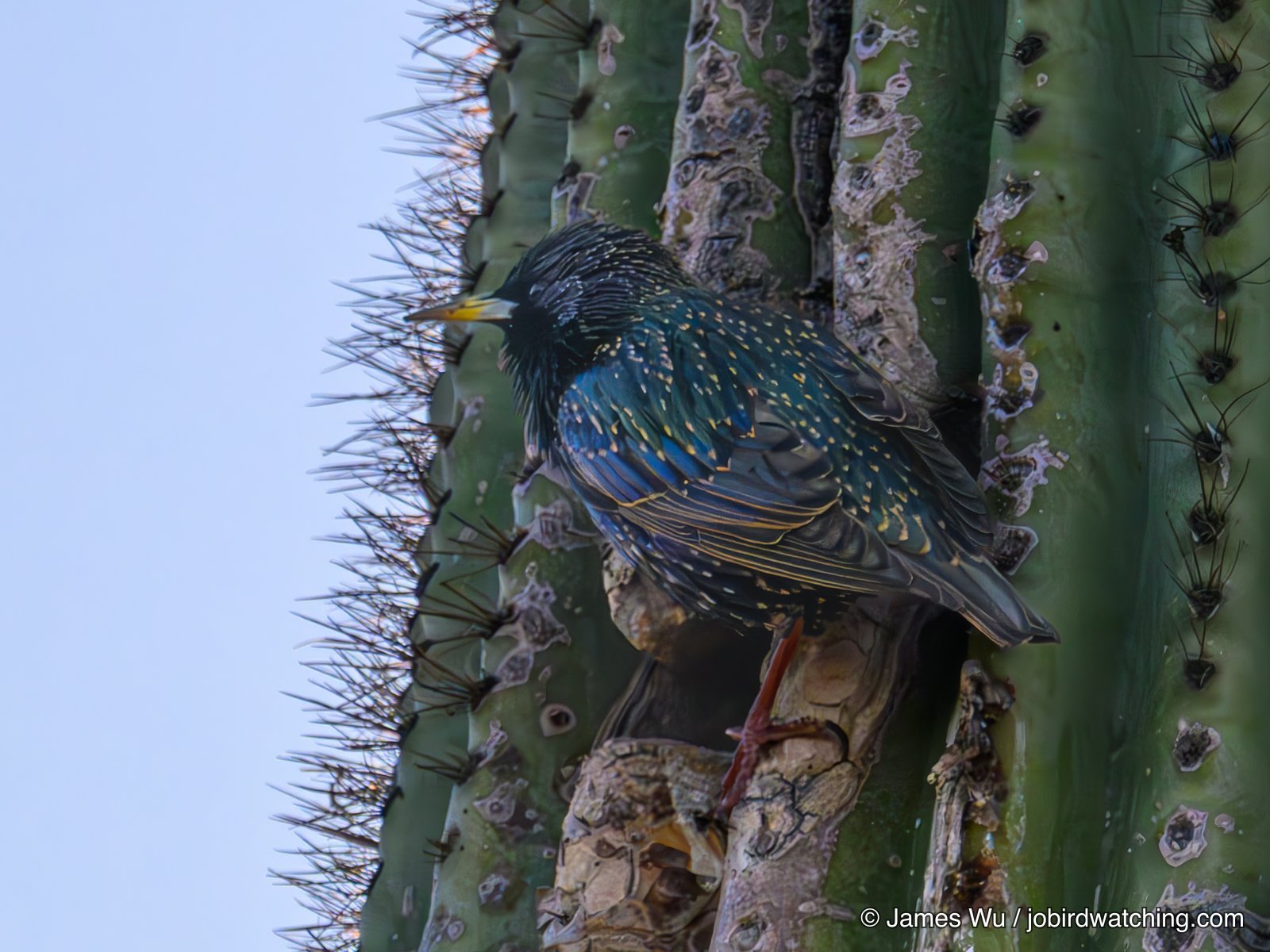 Common Starling