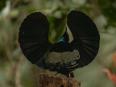 小掩鼻风鸟
