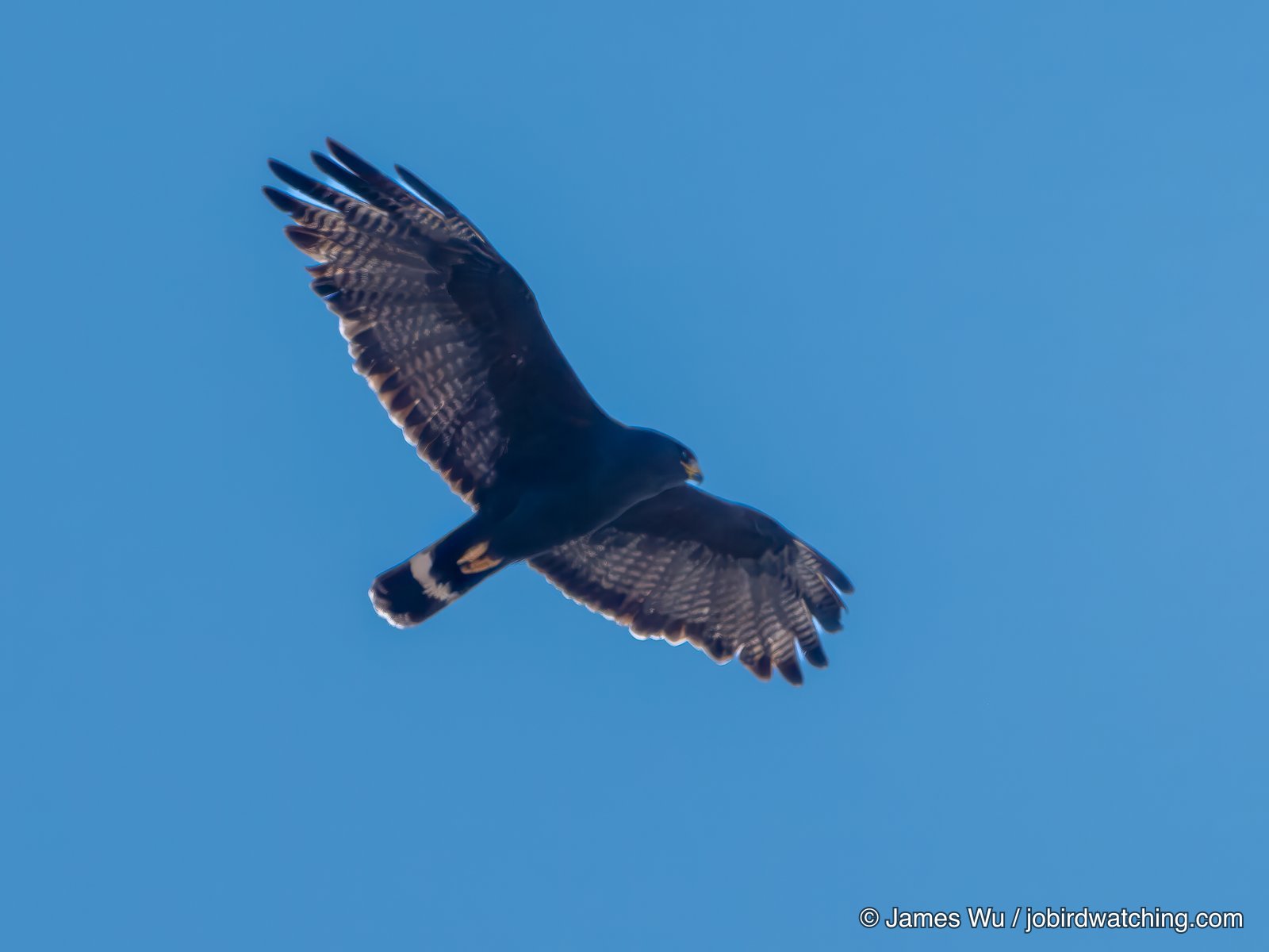 Zone-tailed Hawk