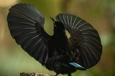 小掩鼻风鸟