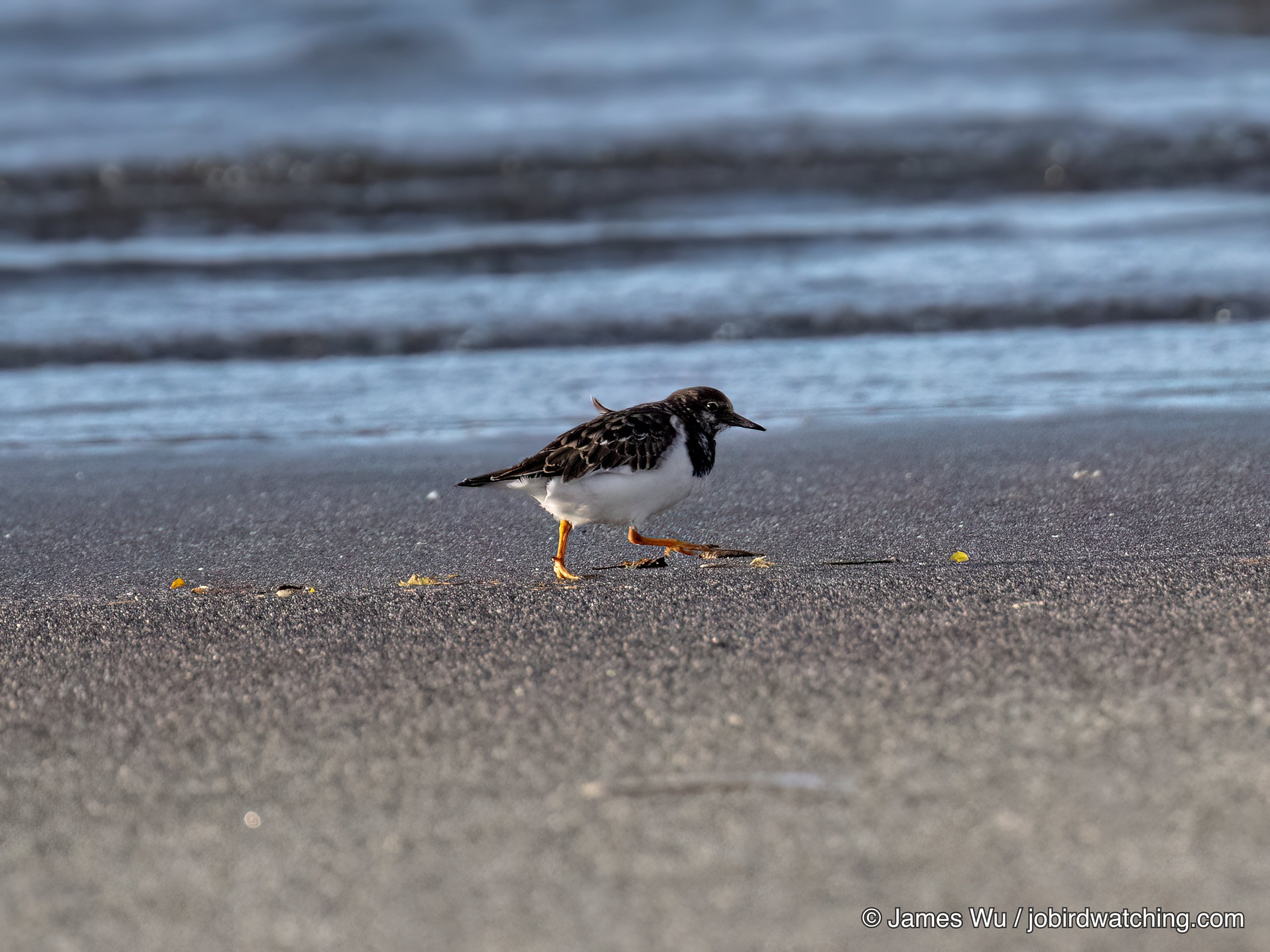 Ruddy Turnstone
