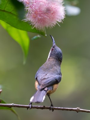 东尖嘴吸蜜鸟
