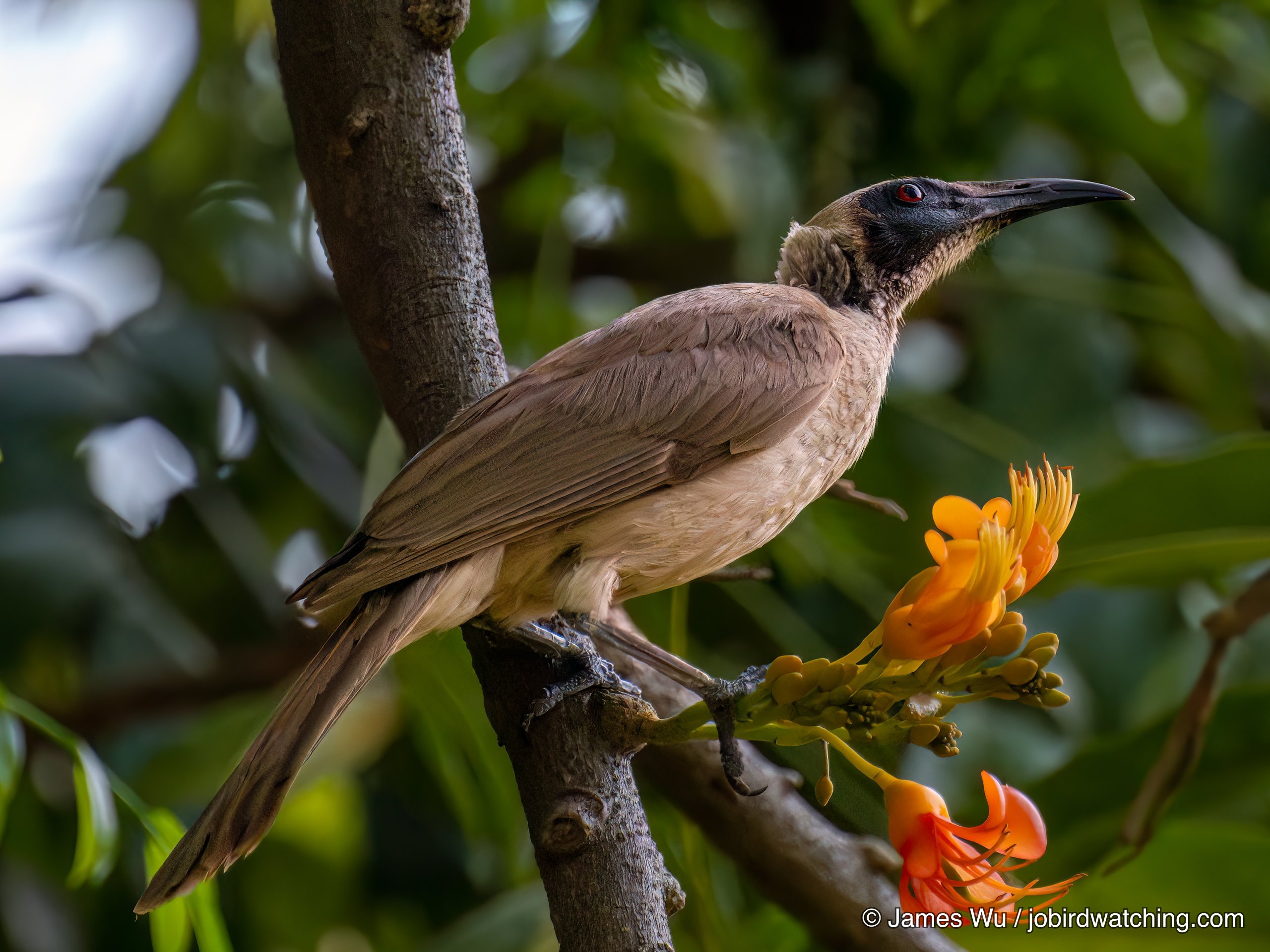 Helmeted Friarbird