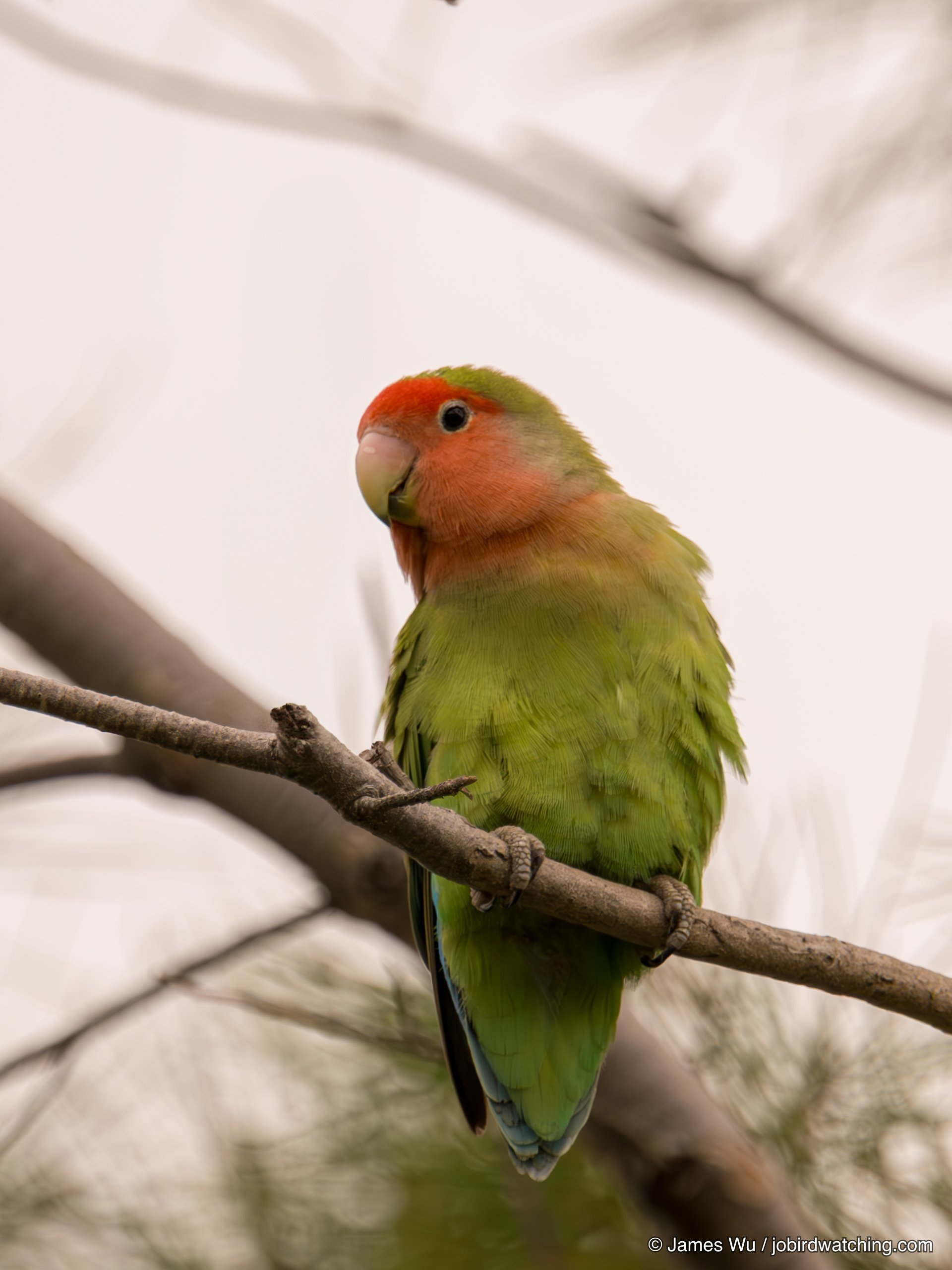 Rosy-faced Lovebird