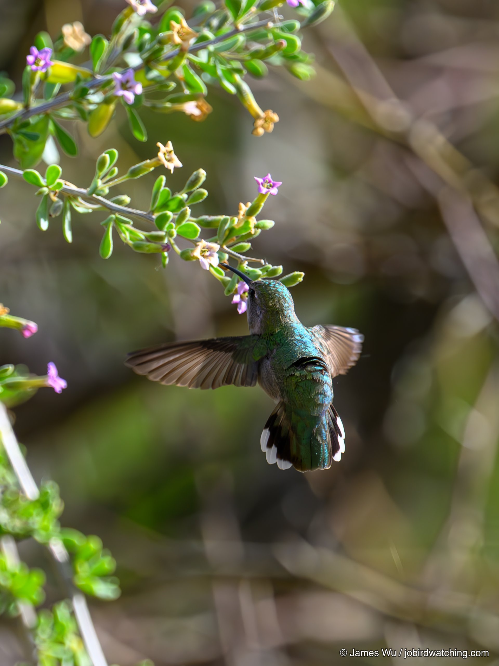 Costa's Hummingbird