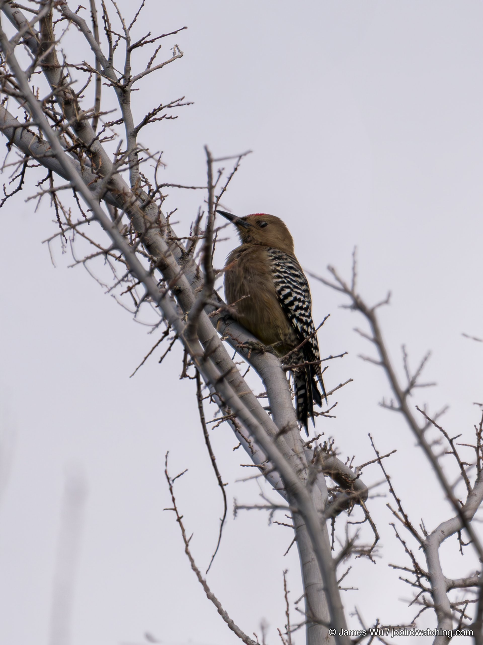 Gila Woodpecker