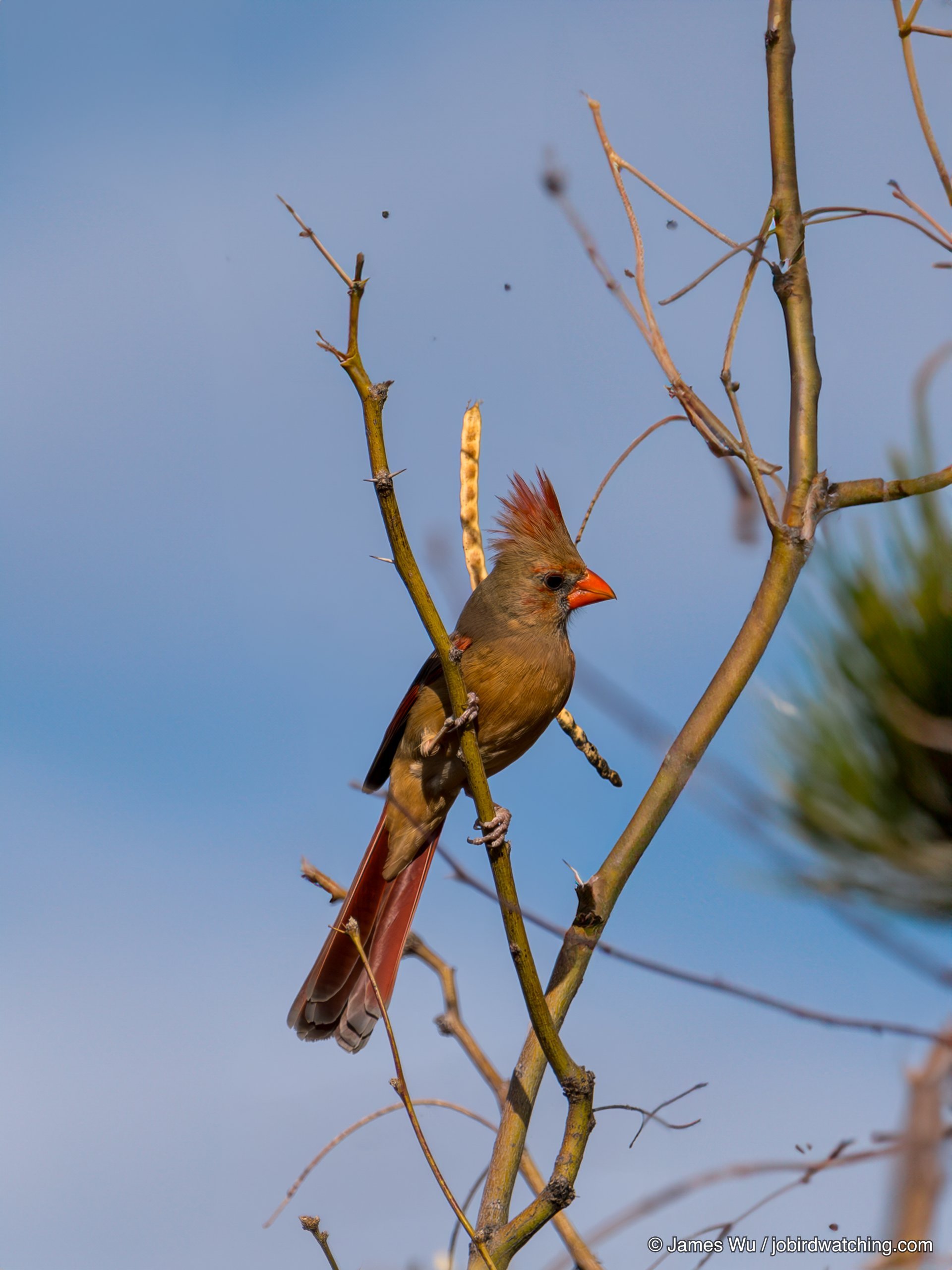 Northern Cardinal