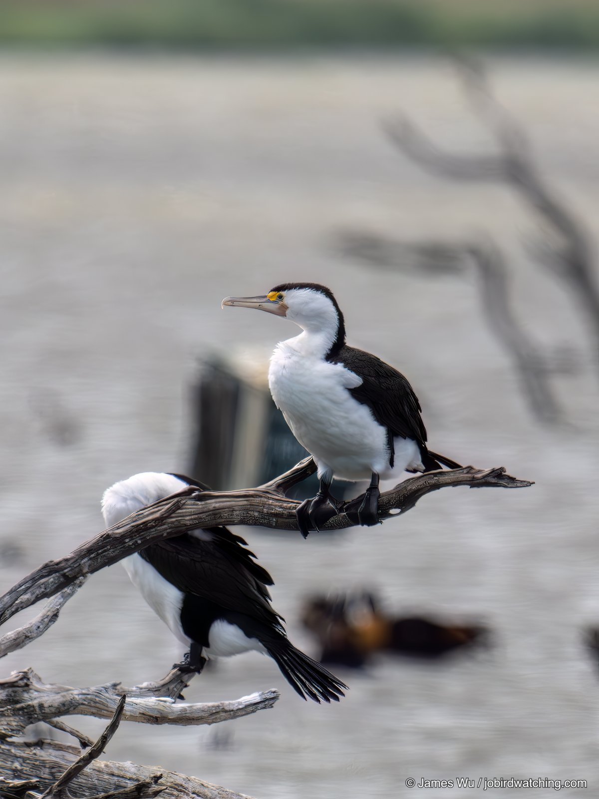 Australian Pied Cormorant