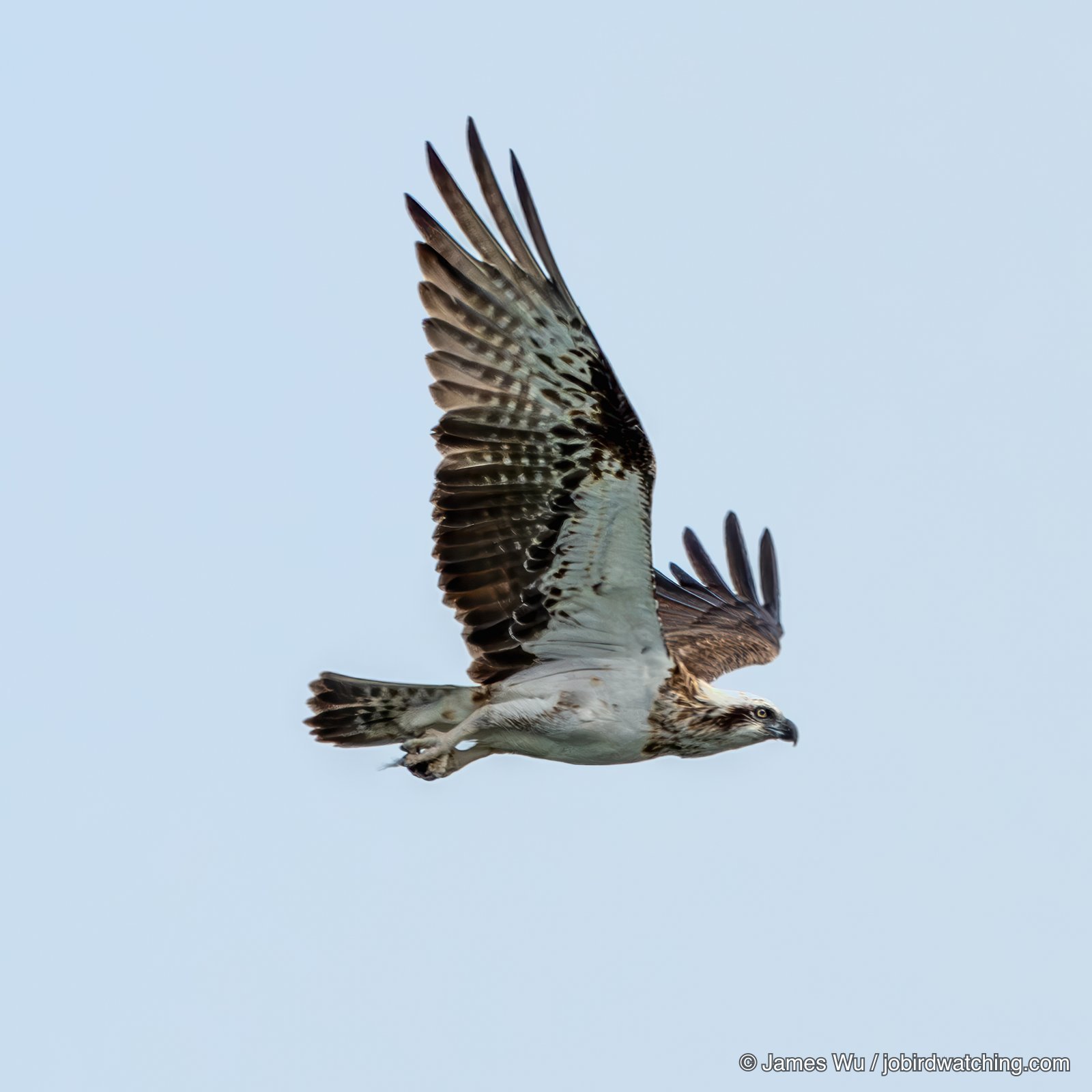 Western Osprey