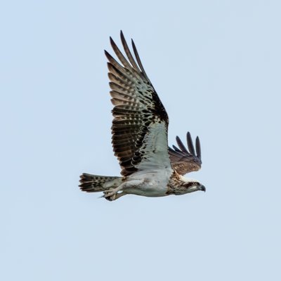 鹗