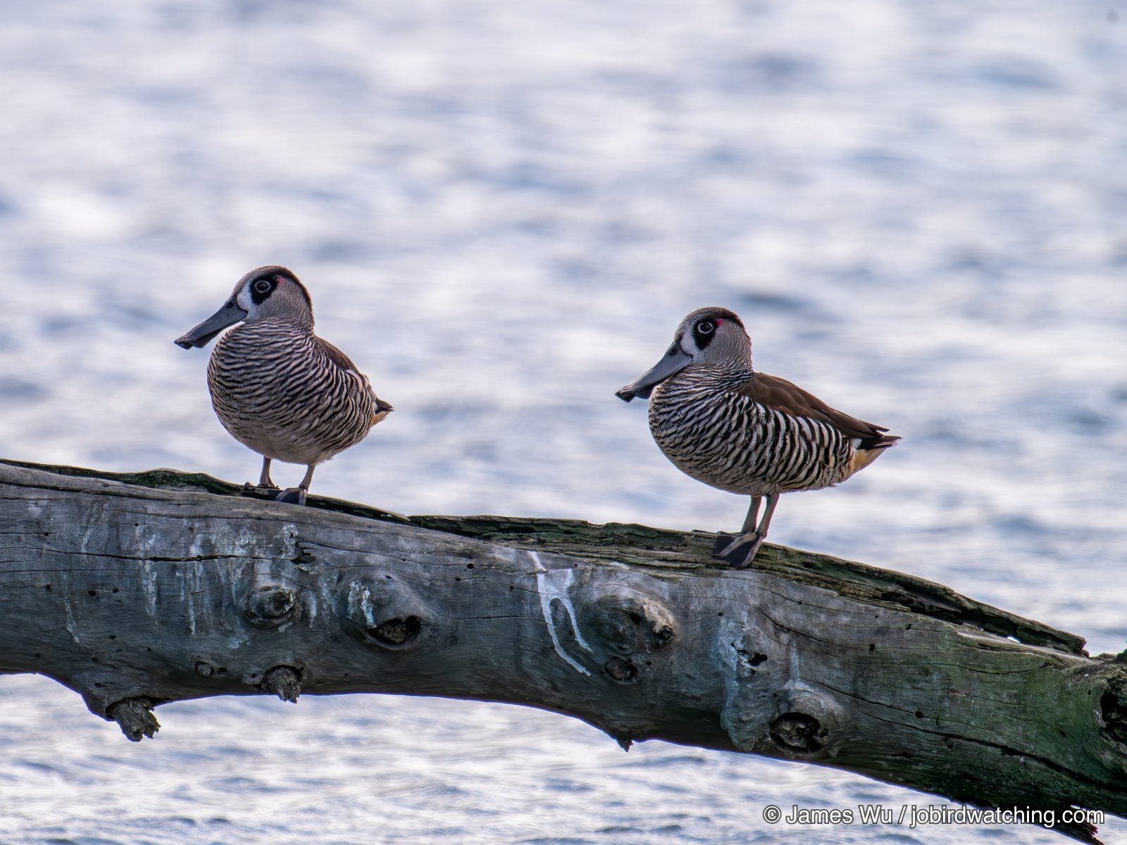 Pink-eared Duck