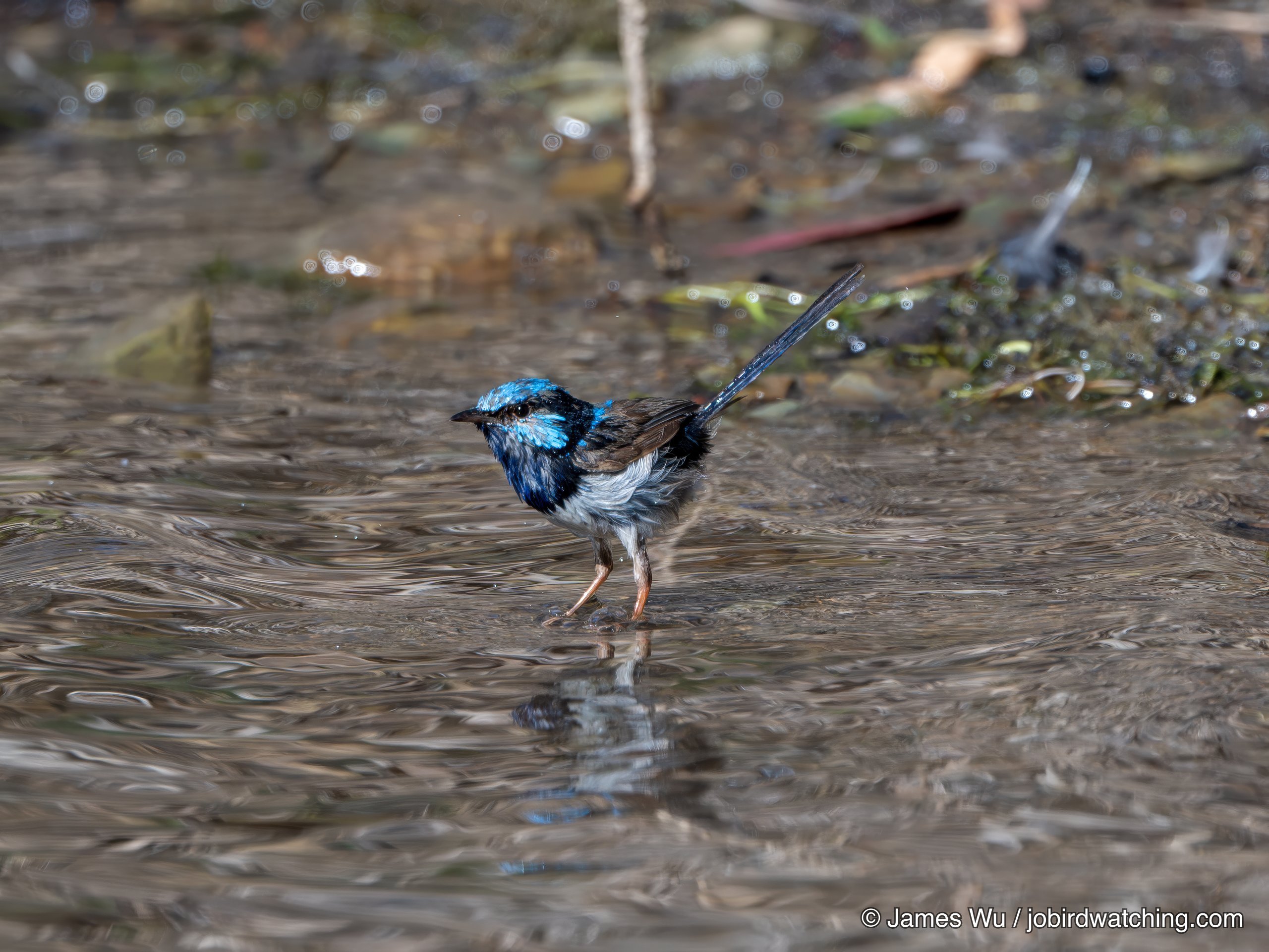 Superb Fairywren