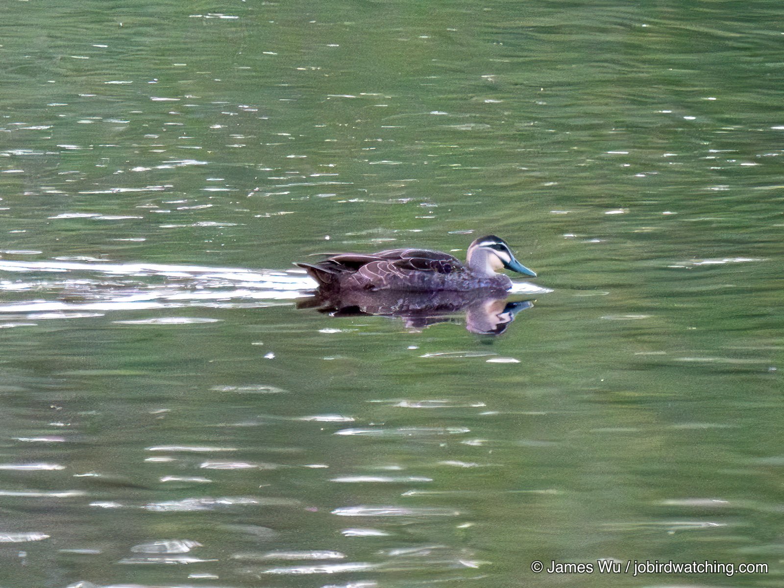 Pacific Black Duck
