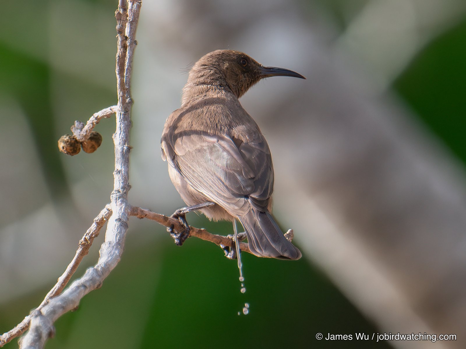 Dusky Myzomela