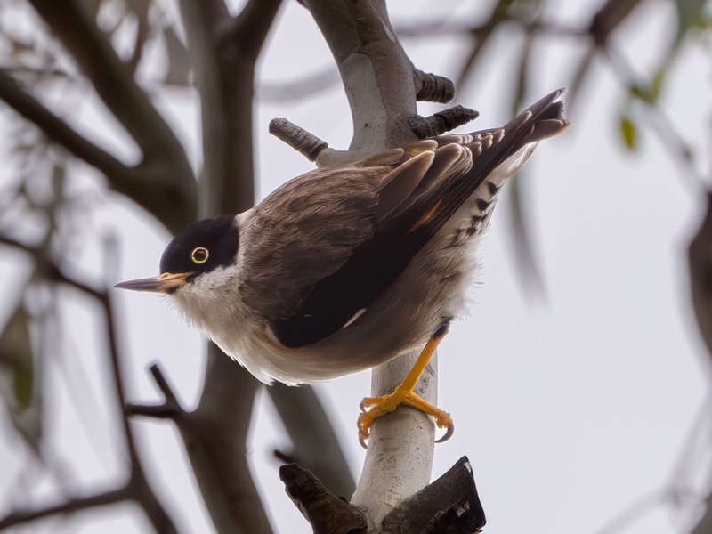 澳鳾科