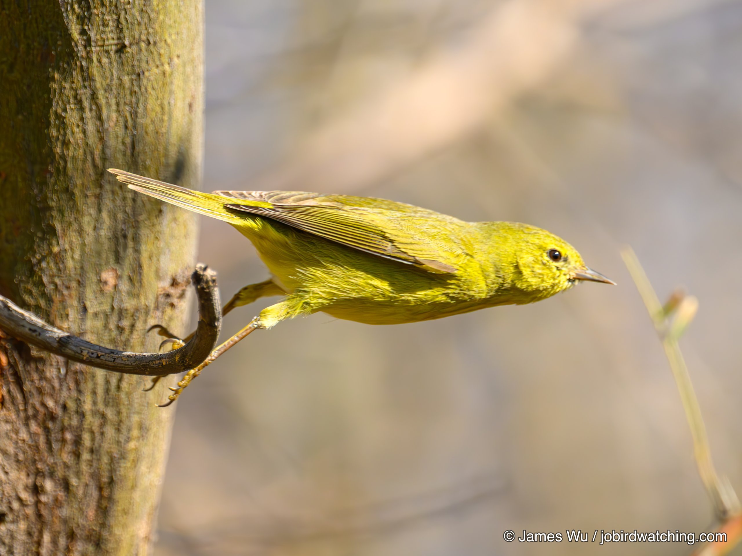 Orange-crowned Warbler
